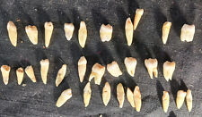 RARE Antique HUMAN TEETH w/ROOTS i-Tooth/Molar/Bicuspids 30 Total for sale  Shipping to South Africa