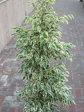 Indoor plant ficus for sale  DERBY