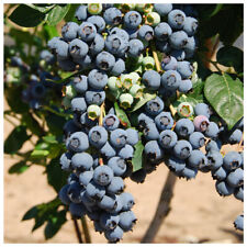 Blueberry herbert plant for sale  Shipping to Ireland