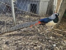 Lady amherst pheasant for sale  Summersville