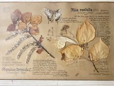Herbarium antik 1936 gebraucht kaufen  Ettlingen