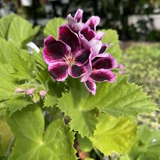 PELARGONIUM ‘ACE HIGH’ BEAUTIFUL REGAL GERANIUM! for sale  Shipping to South Africa