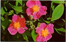 Wild rose bloom for sale  Richmond