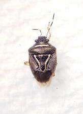 Stink Bug: Mormidea lugens (Pentatomidae) USA Hemiptera for sale  Shipping to South Africa