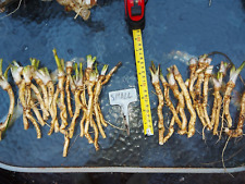 Small horseradish plants for sale  WISBECH