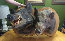 Double wild hog for sale  Prescott
