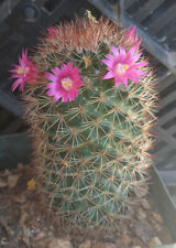 Mammillaria spinosissima cylin for sale  North Las Vegas