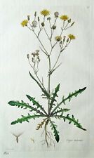 Hawksbeard crepis tectorum d'occasion  Expédié en Belgium