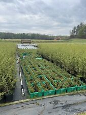 Blueberry plants starters for sale  Grand Junction