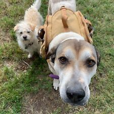 Dog pack hiking for sale  Belt