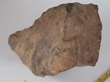 Large specimen fossil for sale  BARNSTAPLE