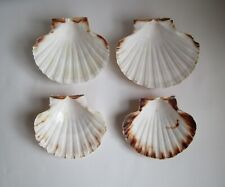 Natural scallop shells for sale  MANSFIELD