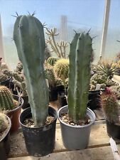 Myrtillocactus geometrizans ca usato  Arezzo