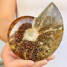 267g natural ammonite d'occasion  Expédié en Belgium