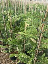 Leylandii green conifer for sale  MARCH