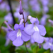 Streptocarpus santiago plug for sale  BECCLES