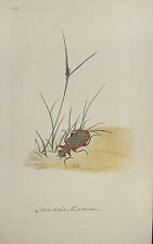 1790 insetti cicindela usato  Perugia