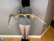 Elk shed antler for sale  Moscow