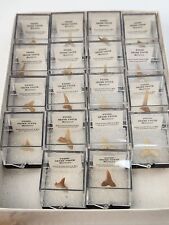 Shark tooth fossils for sale  Rockledge