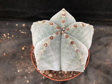 Astrophytum myriostigma giardi usato  Massafra