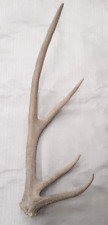 Natural real elk for sale  USA