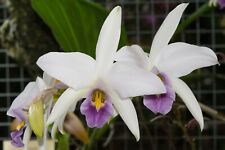 Laelia anceps var. for sale  Petaluma