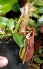 Nepenthes veitchii boschian for sale  Shipping to Ireland