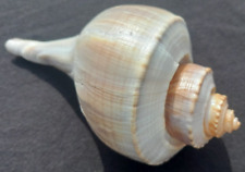 Beautiful channeled whelk for sale  Virginia Beach