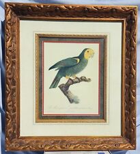 Yellow shouldered parrot for sale  Maryville