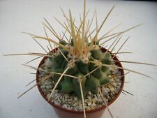 50 Fresh seeds, Thelocactus nidulans, 種子 เมล็ดพันธุ์ semilla Rare Cactus for sale  Shipping to South Africa