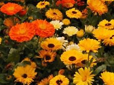 CALENDULA PACIFIC BEAUTY MIX 50 FRESH SEEDS FREE SHIPPING  for sale  Shipping to South Africa