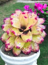 large succulent plants for sale  USA