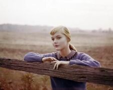 Carol Lynley Young Pose final dos anos 1950 por cerca de madeira 8x10 IMPRESSÃO FOTOGRÁFICA comprar usado  Enviando para Brazil