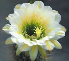 Echinopsis trichocereus june usato  Zeccone