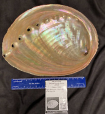 HALIOTIDAE Haliotis discus discus LARGE 179mm Kamogawa, Japan 2006 for sale  Shipping to South Africa