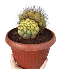  Gymnocalycium Saglionis 2 heads (1 YELLOW body) 17cm no crested 88TR for sale  Shipping to South Africa