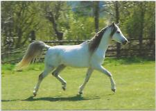 Horse postcard arab for sale  ALTON