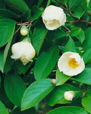 Stewartia pseudocamellia 80cm gebraucht kaufen  Westerstede