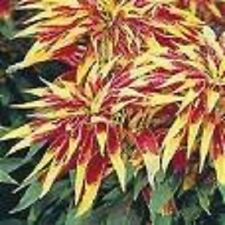 150 tricolor amaranthus for sale  Massillon