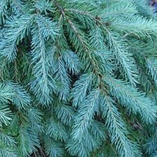 Blue douglas fir for sale  Russell