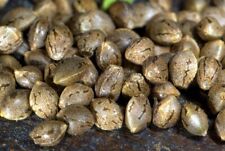 Usado, Sementes de cânhamo são naturais ao ar livre (10 peças), sementes de cânhamo do Cazaquistão🇰🇿 comprar usado  Enviando para Brazil