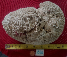 Large natural brain for sale  USA