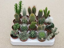 Mixed cacti cactus for sale  NOTTINGHAM