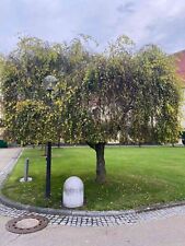 Betula pendula youngii gebraucht kaufen  Dillingen a.d.Donau