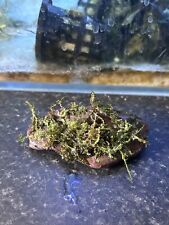 Java moss aquarium for sale  WALLINGTON