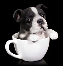 Chien tasse boston d'occasion  Expédié en France