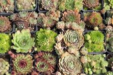 Sempervivum samen mix gebraucht kaufen  Elsdorf