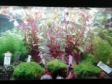 Piante acquatiche acquario: Anubias, Cryptocoryne, Muschio, piante in vitro ecc usato  Monteroni Di Lecce