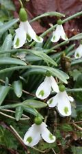 Galanthus trym snowdrop for sale  SLEAFORD