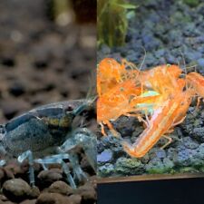 Dwarf crayfish combo for sale  Maumee